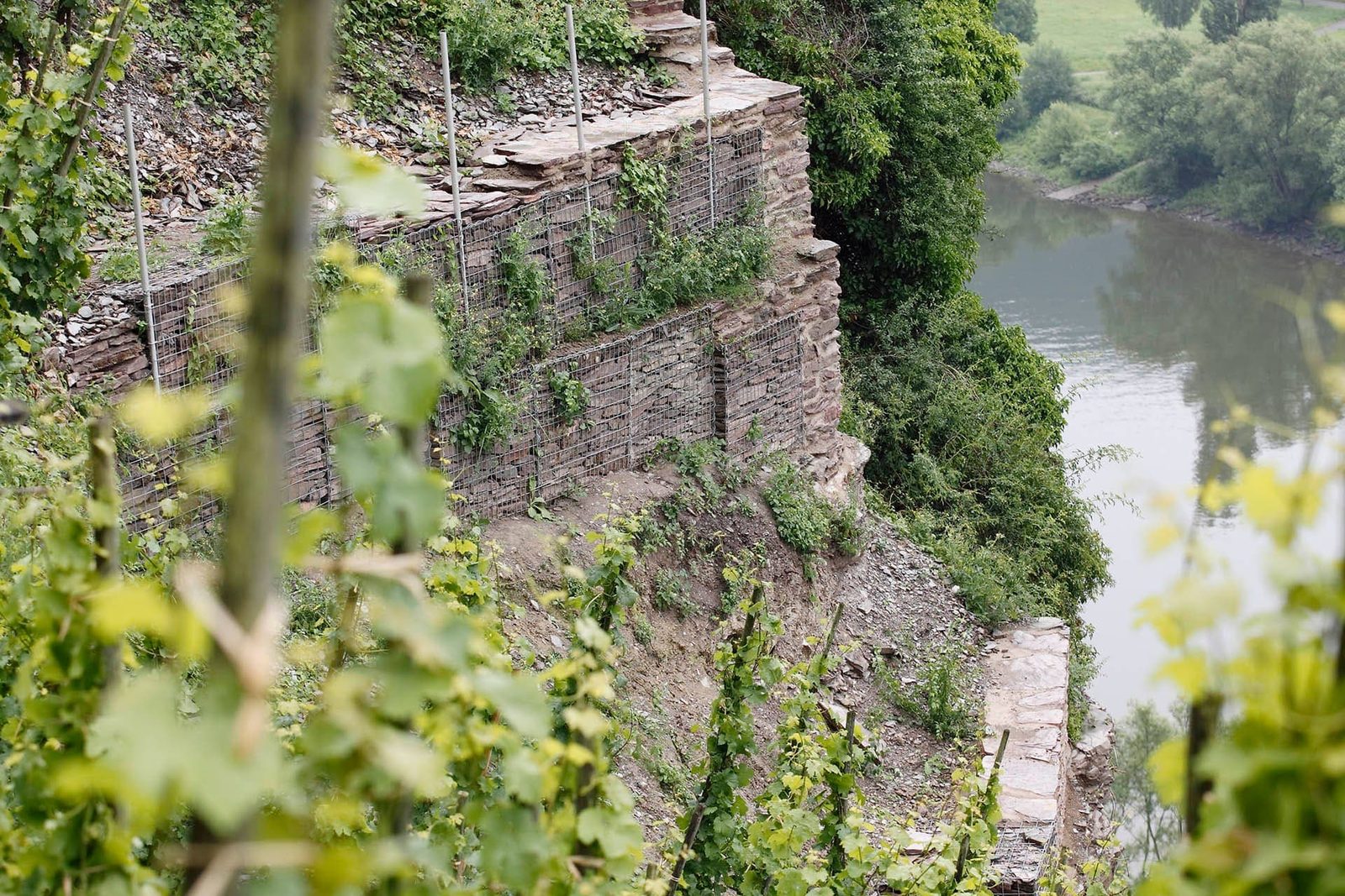 Steep slate vineyards above the Mosel river, home of the Riesling that suits Capricorn