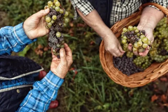 Botrytised aszú grapes in Tokaj, the perfect wine for Scorpio
